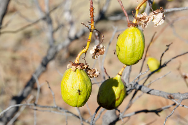 黄木棉果实-金伯利-澳大利亚图片下载