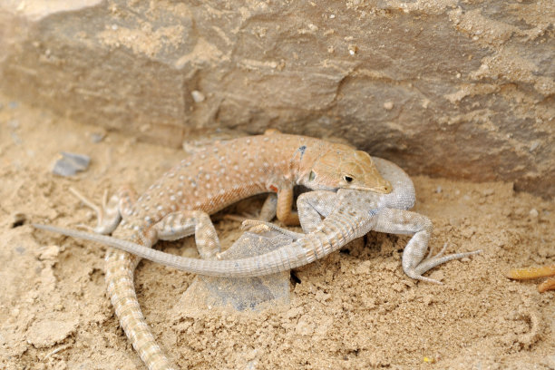 沙漠蜥蜴。图片下载