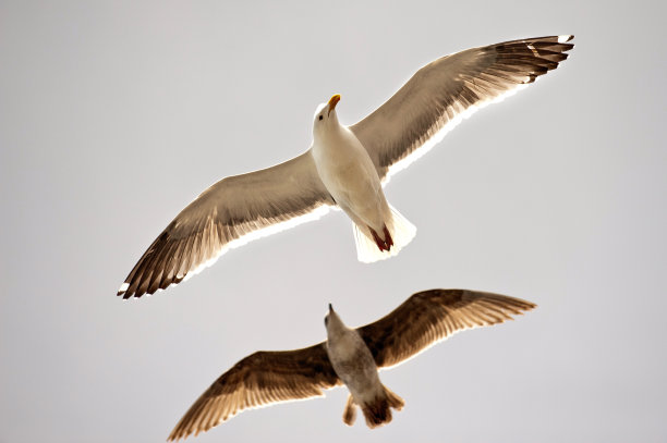 海鸥在旧金山39号码头上空翱翔图片下载