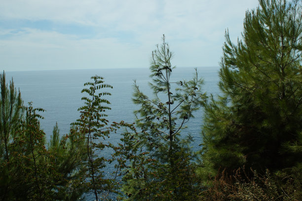 航拍的大森林河周围的松树图片下载