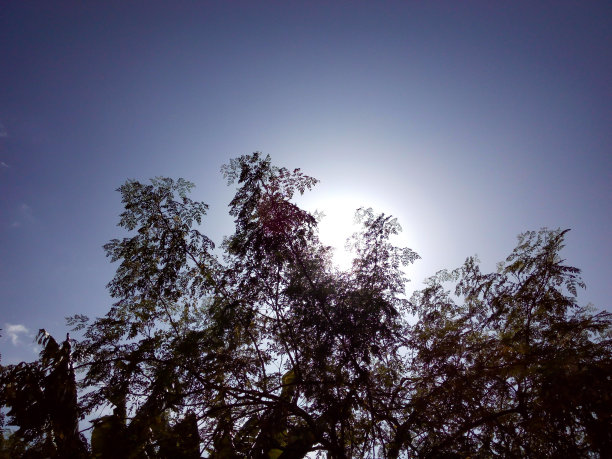 树梢衬托着太阳图片下载