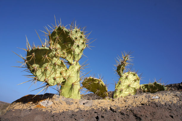 在加那利群岛富尔特文图拉的岩石上生长的仙人掌图片下载