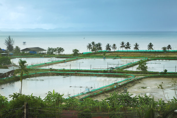 泰国大米种植图片下载