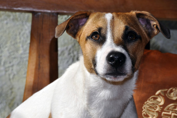 杰克罗素2图片下载