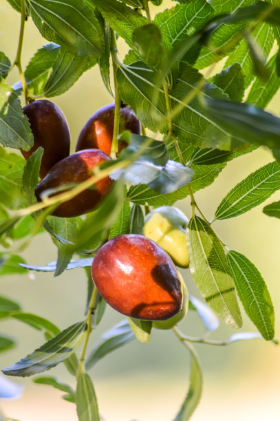 鲜亮的红枣果实与红枣叶近距离接触图片下载
