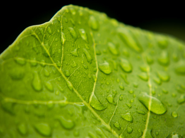 水珠落在植物叶子上图片下载