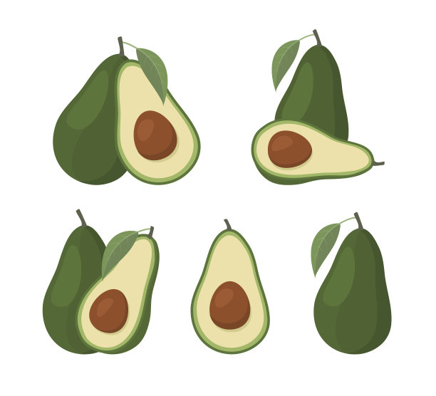 一套鳄梨孤立的白色背景。素材图片