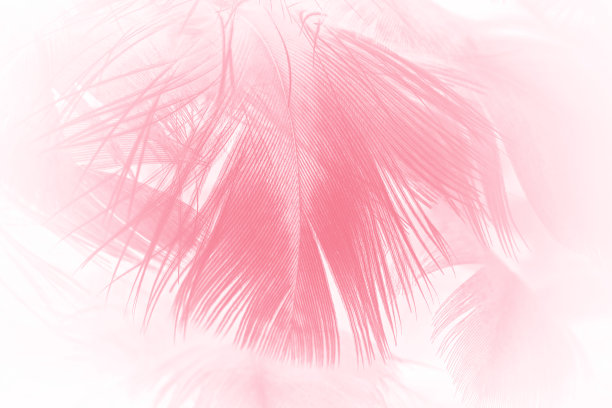 珊瑚粉复古色流行羽毛纹理背景图片下载