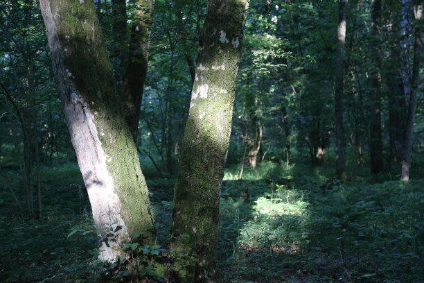 比亚沃维耶扎国家公园的树木图片下载