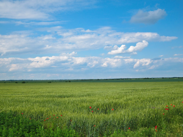 绿色的麦田，蓝色的云彩图片下载