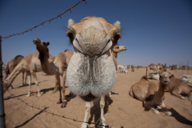 沙漠里的骆驼图片下载