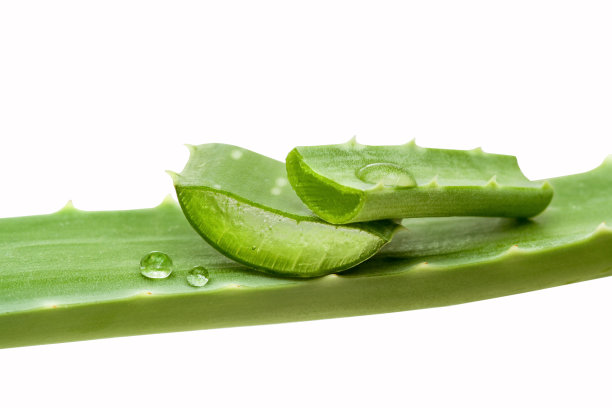 芦荟、孤立图片下载
