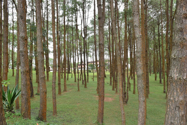 山上有松林图片下载