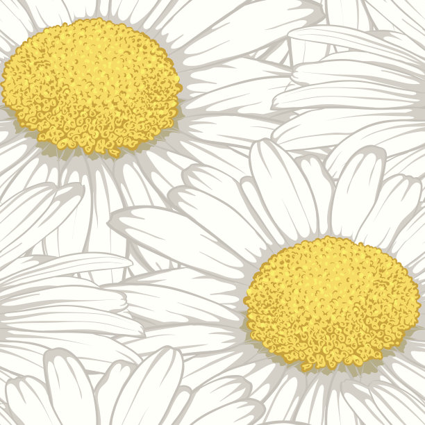 美丽无缝背景花雏菊。图片下载