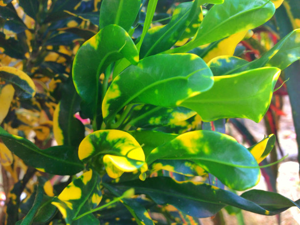 巴豆属植物图片下载