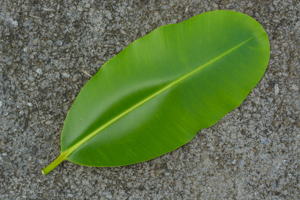 背景和纹理绿色的叶子在水泥地板上图片下载