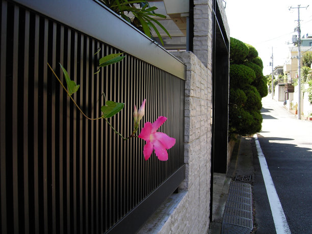 铁线莲图片下载