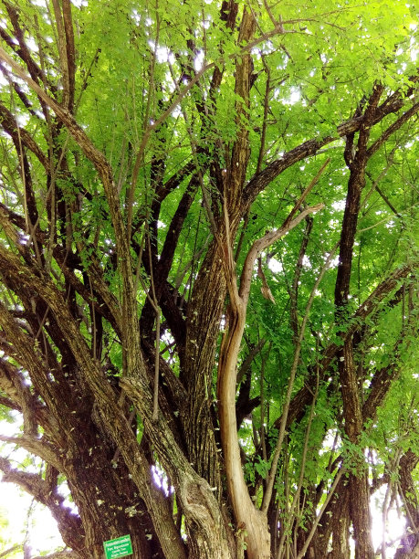 美丽的树和树枝，新鲜的绿叶图片下载