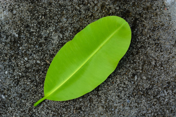 背景和纹理绿色的叶子在水泥地板上图片下载