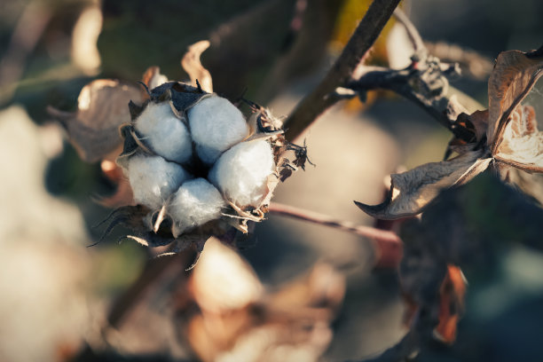 棉花图片下载