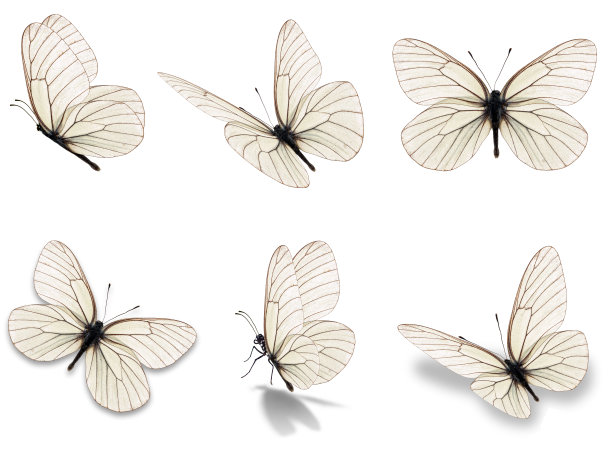 蝴蝶照片素材ID：136155022