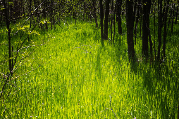 森林里的绿草图片下载