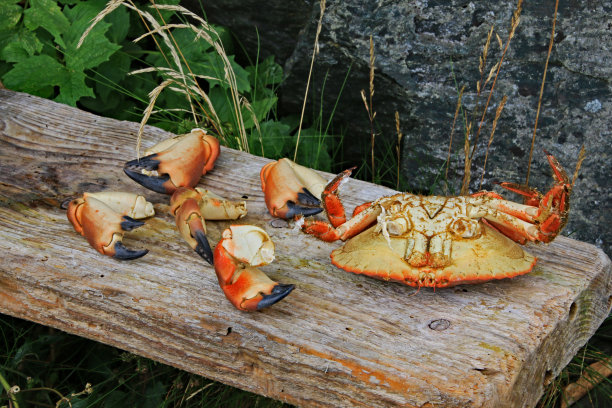 挪威，蟹肉的烹饪原料图片下载