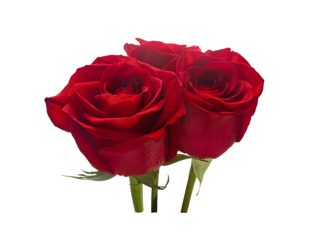 三朵暗红玫瑰图片下载