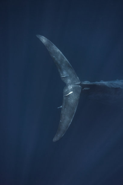 蓝鲸，斯里兰卡，印度洋图片下载