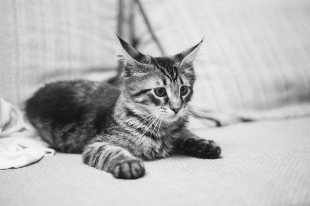 听小猫躺在沙发上图片下载