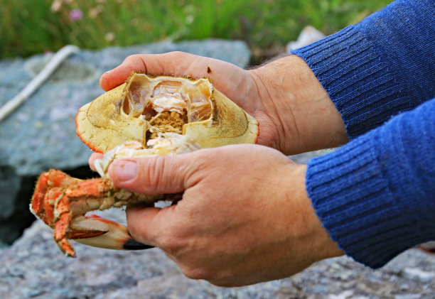 准备户外晚餐的蟹壳，挪威图片下载