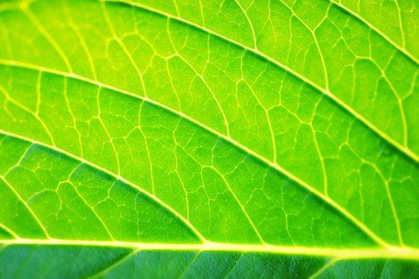 绿色的树叶图片下载