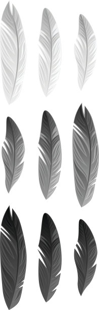 的羽毛素材图片