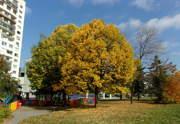 秋天的城市景观与树木周围的操场图片下载