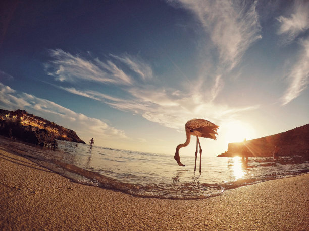 西西里岛的日落与火烈鸟素材图片