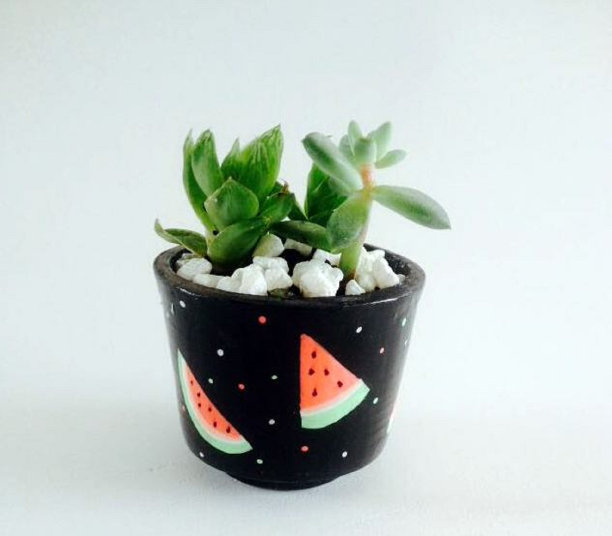 室内装饰植物图片下载