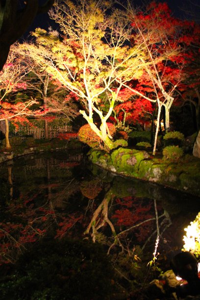 京都叶子图片下载