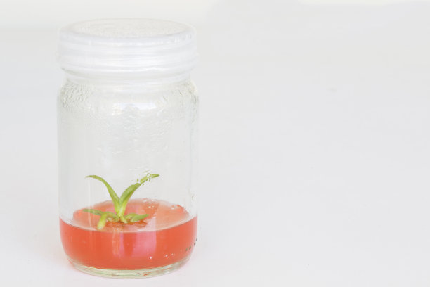 瓶中兰花组织培养，有选择性的聚焦拷贝图片下载