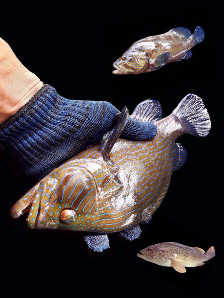 捕获石斑鱼图片下载