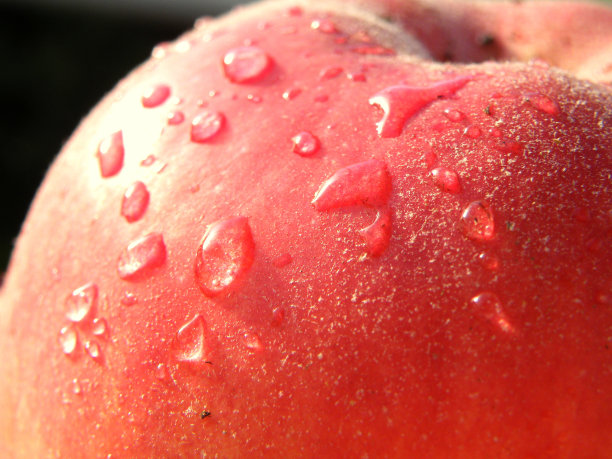宏观的新鲜红湿苹果滴图片下载