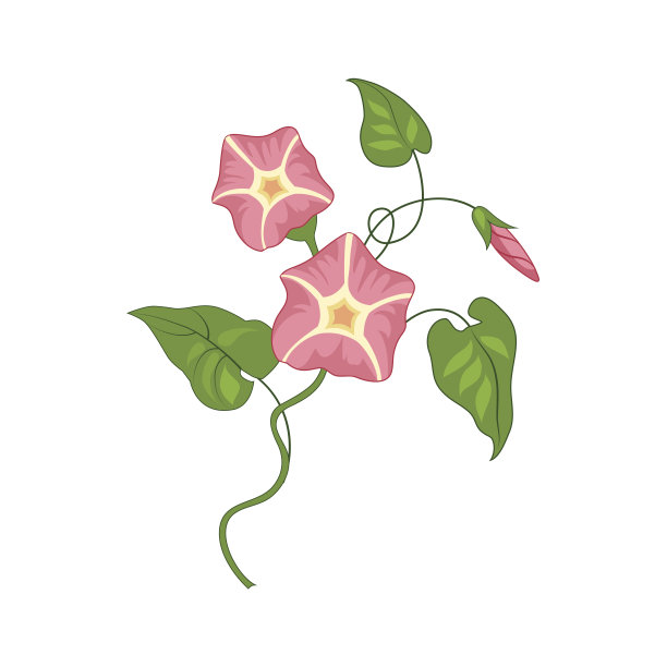 牵牛花野花手绘详细插图图片下载
