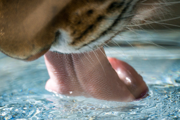 口渴的老虎图片下载