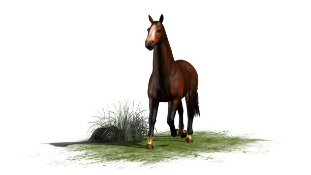 白色背景上棕色马小跑图片下载