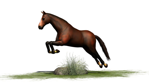 棕色的马跳跃孤立的白色背景图片下载