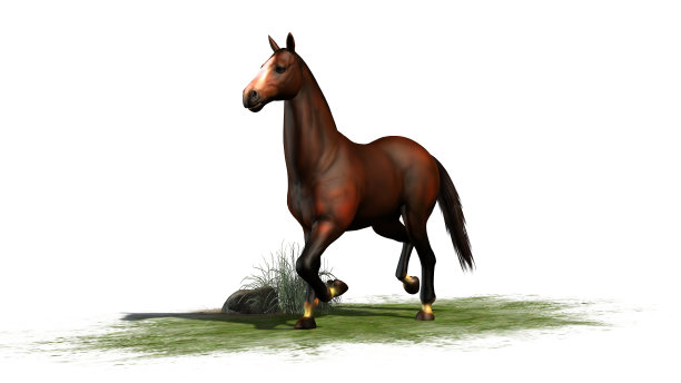 白色背景上棕色马小跑图片下载