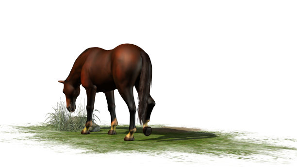 棕色的马在白色的背景上吃草图片下载
