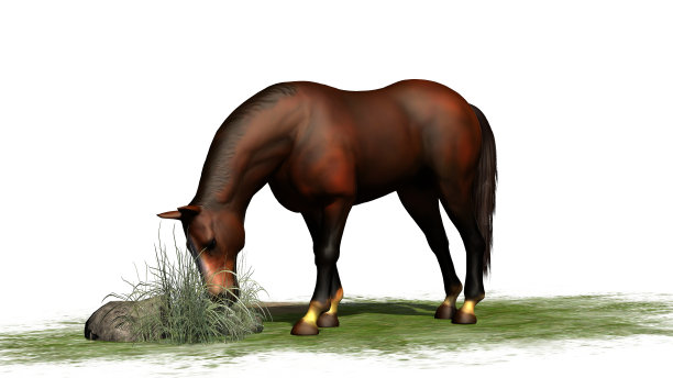 棕色马在白色背景上吃草图片下载