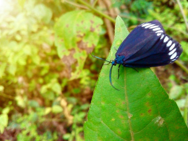 叶子上的蝴蝶图片下载