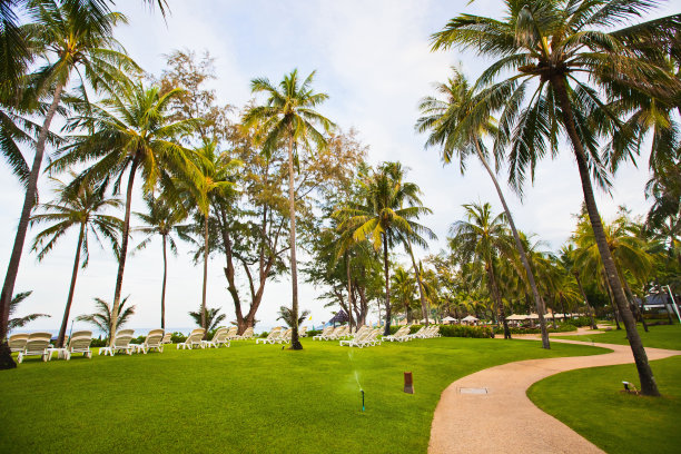豪华酒店里的棕榈树图片下载