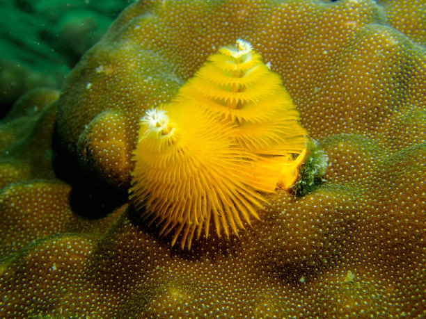 黄色圣诞树虫图片下载